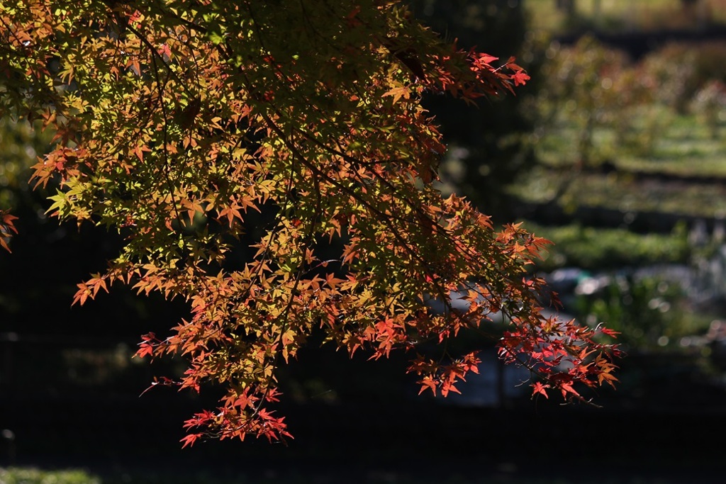 紅葉