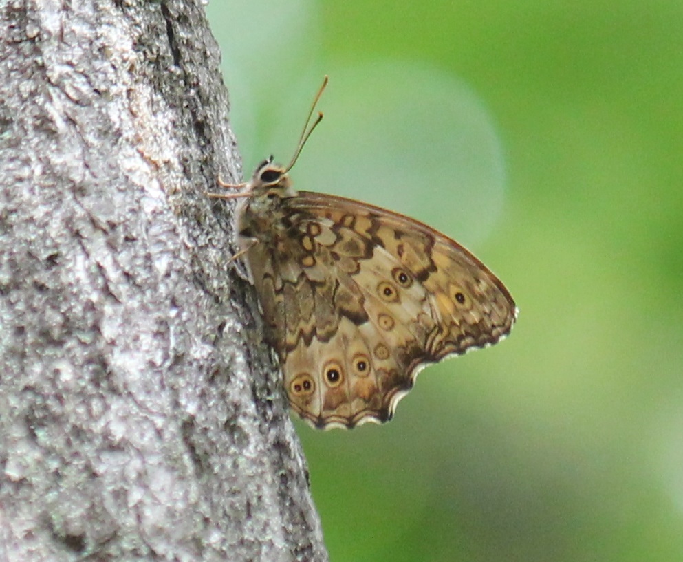 サトキマダラヒカゲ