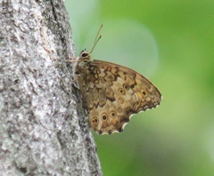 サトキマダラヒカゲ