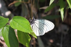 アカボシゴマダラ　春型