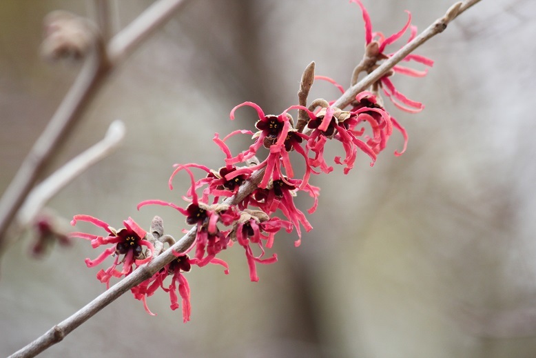 アカバナマンサク