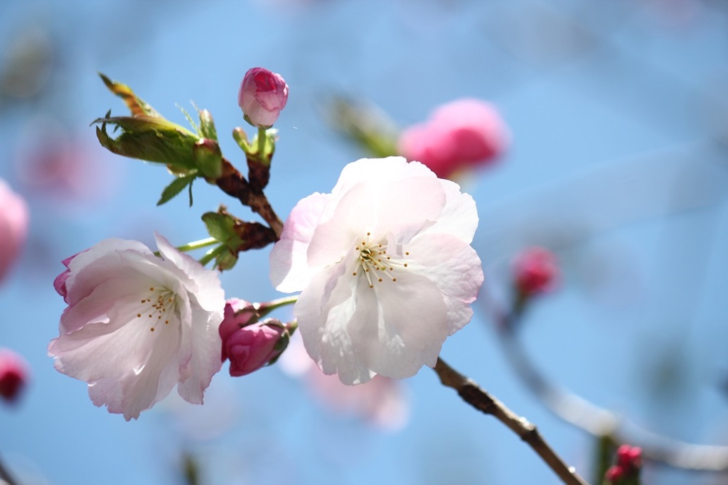 八重桜