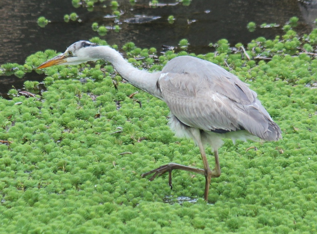 アオちゃん（アオサギ）