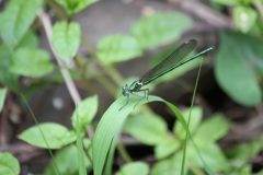 ニホンカワトンボ