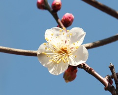 白梅