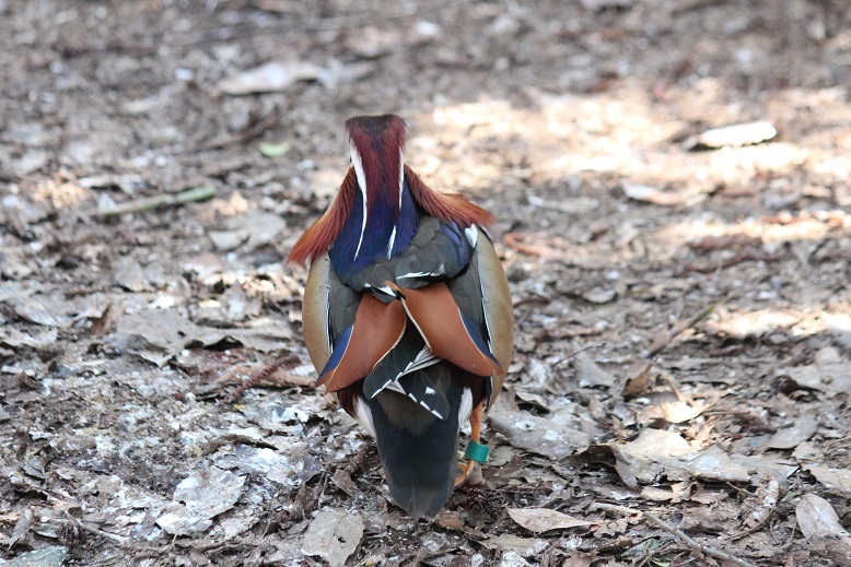 オシドリの背中　多摩動物園