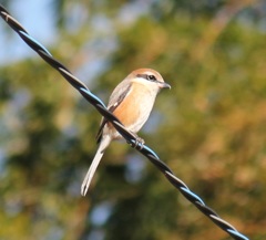 電線モズオくん