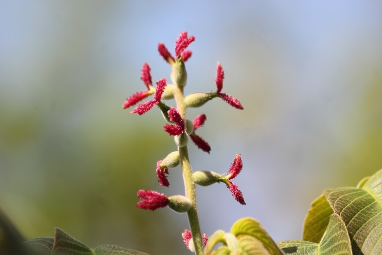 オニグルミの雌花