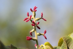 オニグルミの雌花