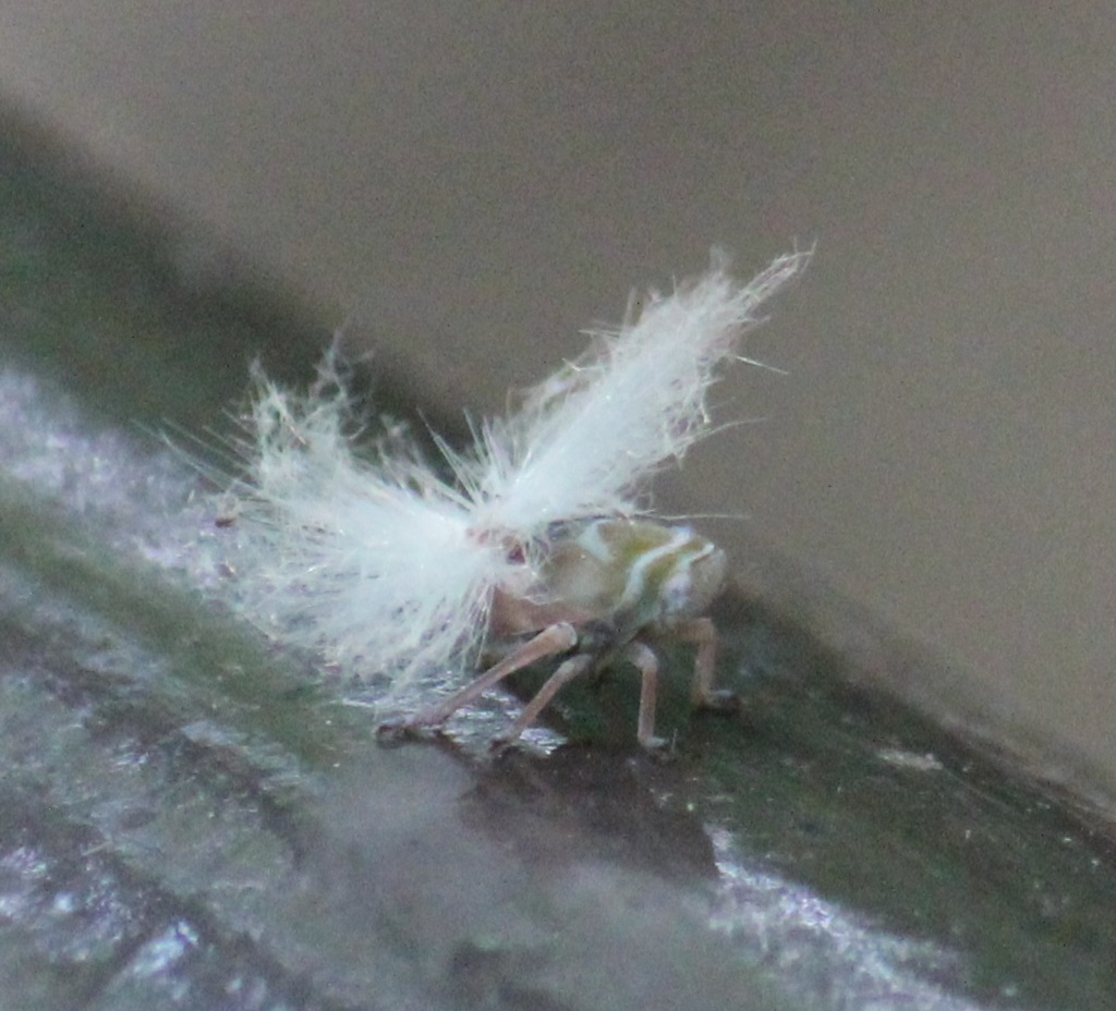 アミガサハゴロモ　幼虫