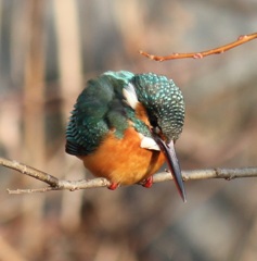 カワセミの姫ちゃんの頭