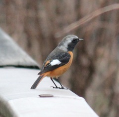 手摺りジョウビタキ　オス