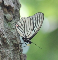 アカボシゴマダラ　春型