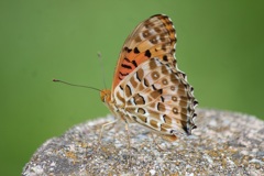 ツマグロヒョウモン