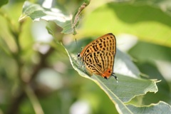 ウラナミアカシジミ