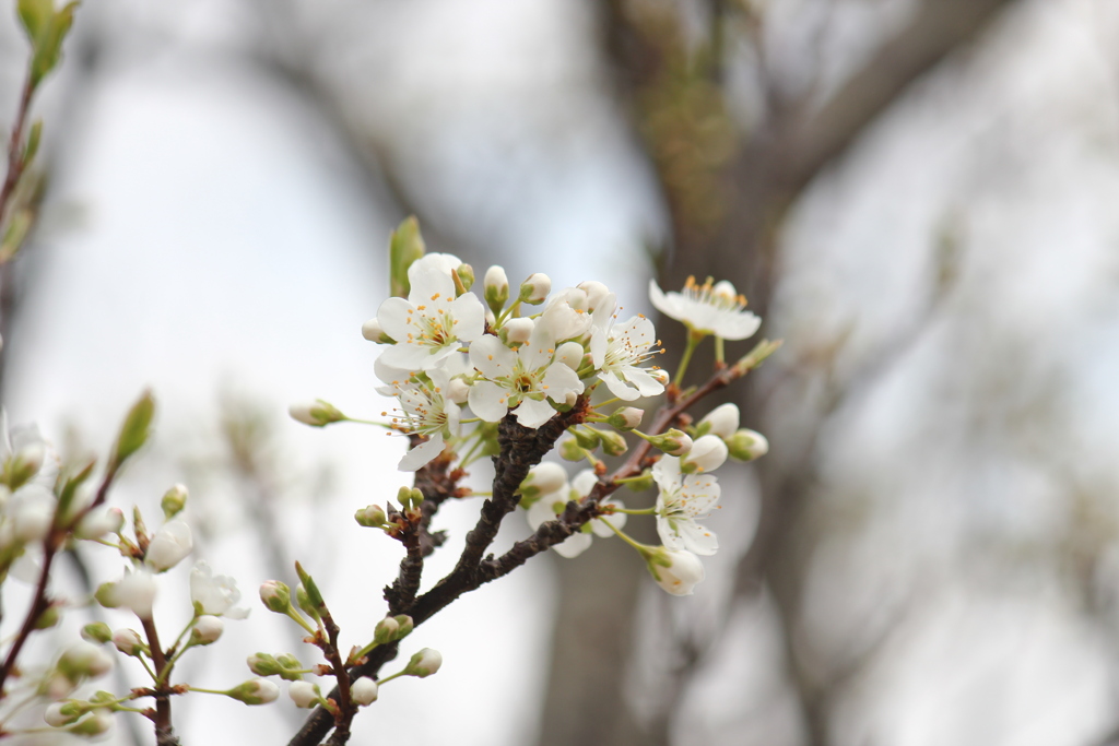 スモモの花