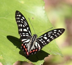 アカボシゴマダラ