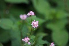 ミゾソバの花