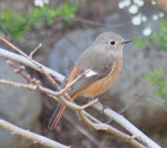 ジョビ子ちゃん