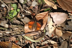 ウラギンシジミ　オス