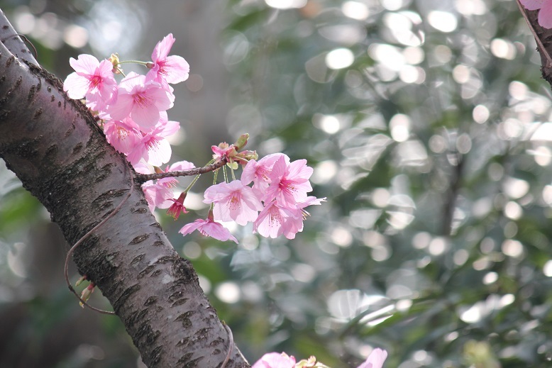 桜