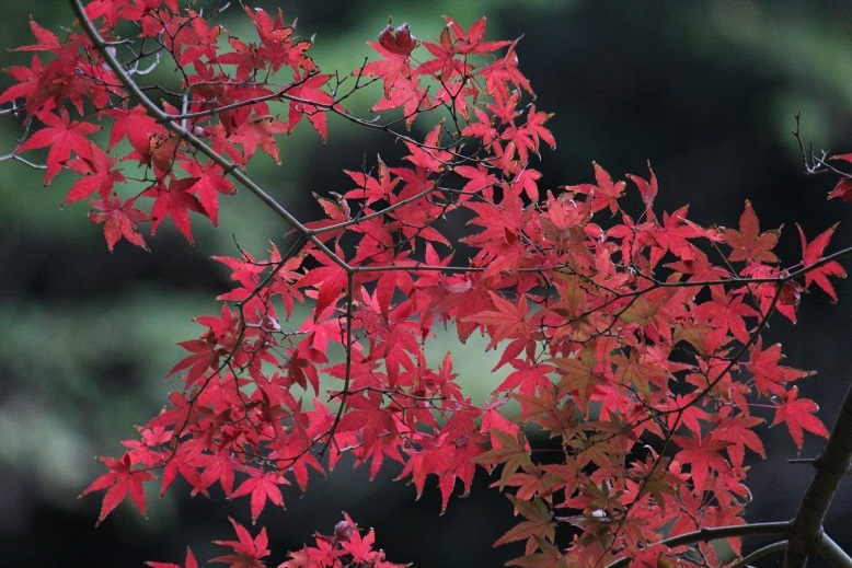 紅葉