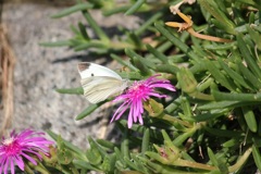 モンシロチョウ