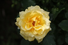 薔薇