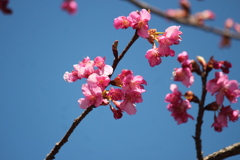 緋寒桜