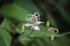 ヤマホトトギスの花