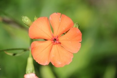 フシグロセンノウ