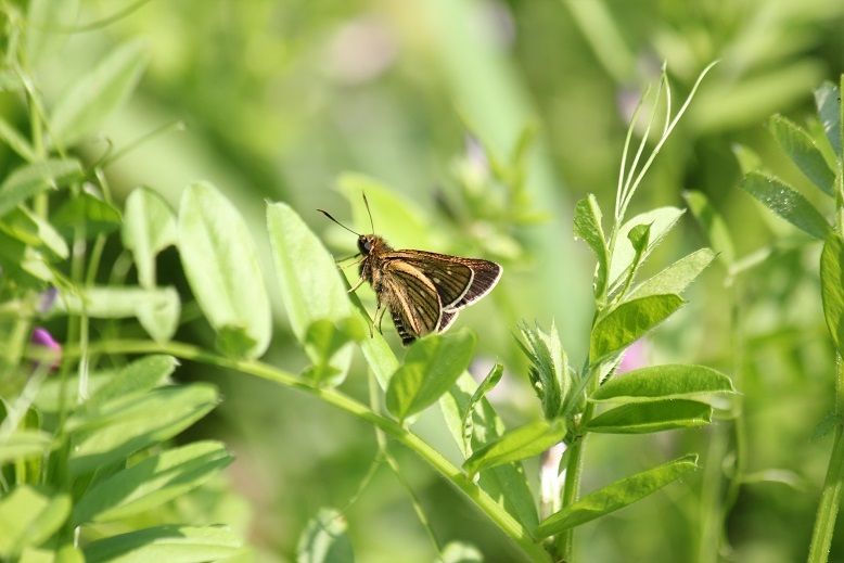 コチャバネセセリ