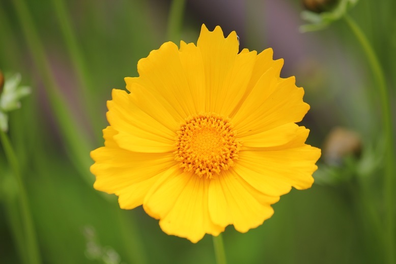 オオキンケイギク