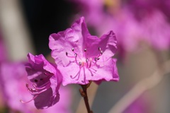 ゲンカイツツジ