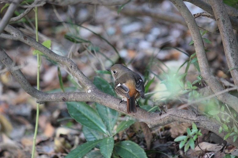 ジョビ子ちゃん