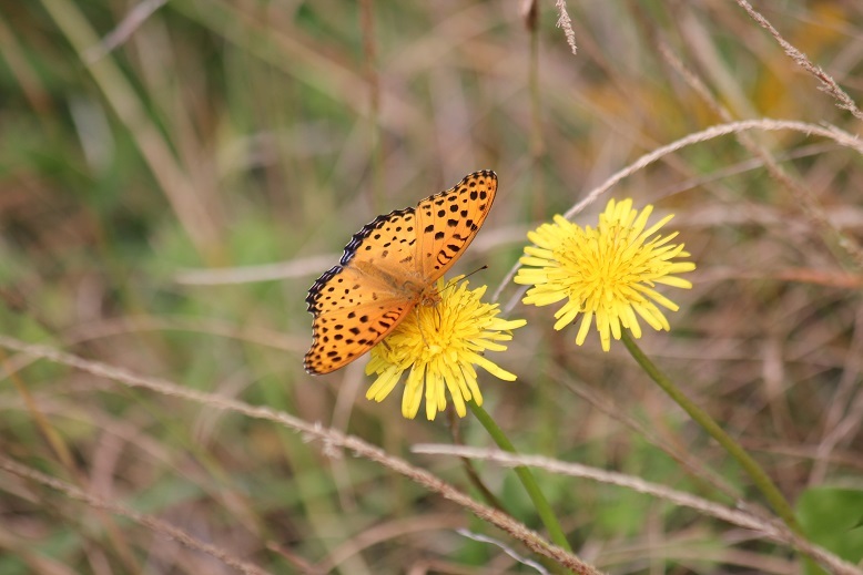 ツマグロヒョウモン