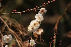 白梅