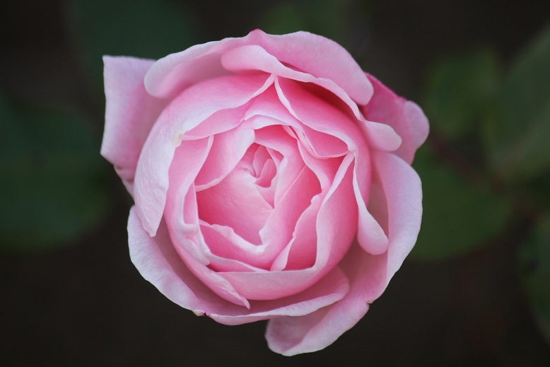 冬薔薇