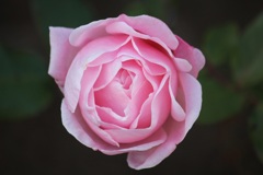 冬薔薇