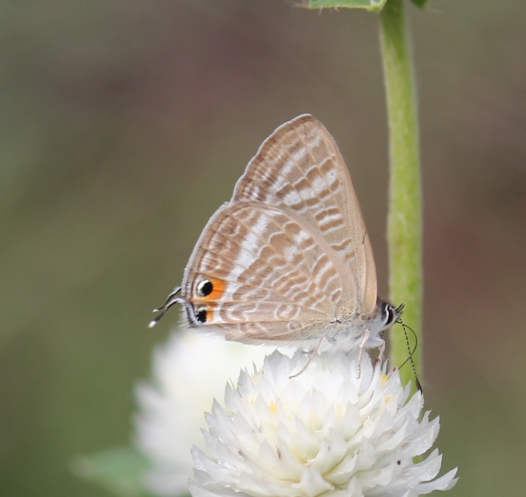ウラナミシジミ