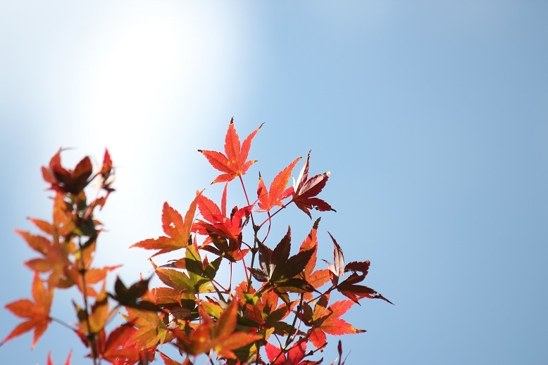 紅葉