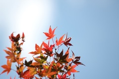 紅葉