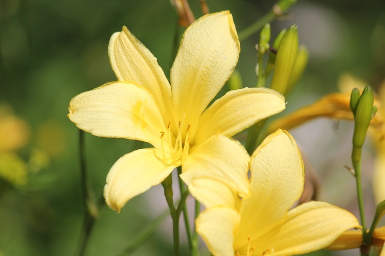 高原の花