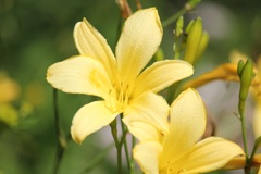 高原の花