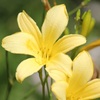 高原の花