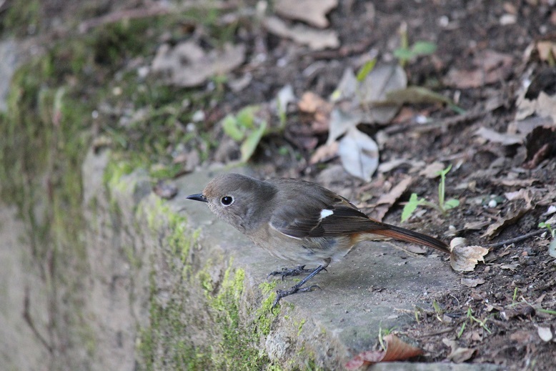 ジョビ子ちゃん