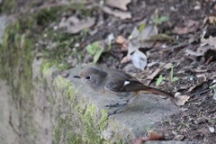 ジョビ子ちゃん