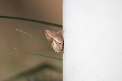 お菊虫（ジャコウアゲハの蛹）