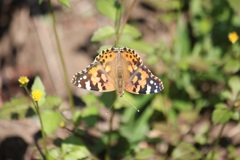 ヒメアカタテハ