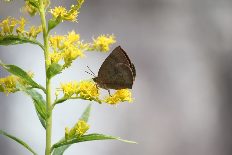 ムラサキシジミ